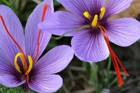 Prix safran : pourquoi il vaut ce qu'il vaut et comment l'acheter sans se tromper